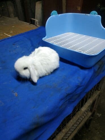 декоративные корсеты бишкек: Карликовые барашки разных расцветов. очень дружелюбные быстро — 2