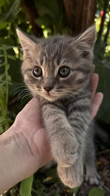 вин кот: 2 месяца, Девочка, Серый, Метис — 2