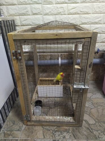 домашние попугаи корелла: Продаю неразлучника. Птица здорова, активная, хорошо ест. Остался один — 3