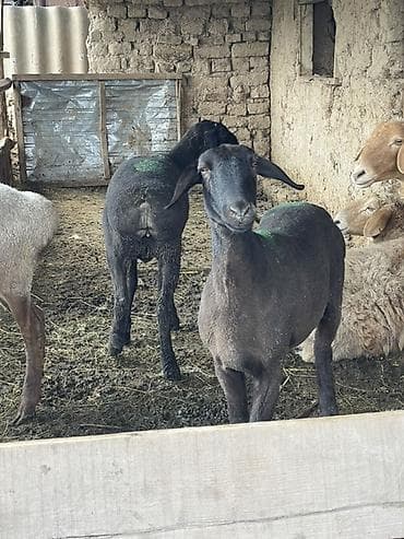 коша: Продаю | Овца (самка) | На забой — 9