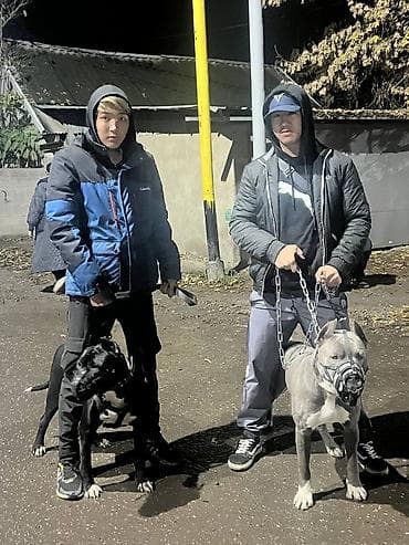 бомбейская кошка купить: Собака даром: Питбуль, 2 месяца, Самка, С прививкой — 4