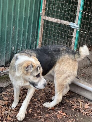 Алабай, 3 года, Самец, С прививкой, С родословной at lalafo.kg Алабай, 3 года, Самец, С прививкой, С родословной