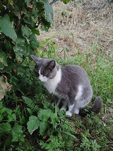scottish fold: Кошка даром: Беспородная, Девочка — 2
