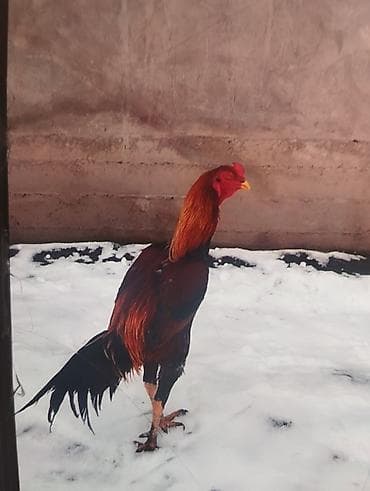 балалуу уй: А/ч жаныбарлары үчүн тоюттар — 1