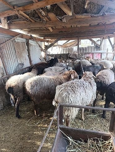 кормушка для ягнят: Продаю | Овца (самка) | Для разведения | Матка — 6