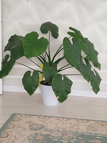 аквариумные растения купить: Представляем крупное комнатное растение Алоказия, которое станет ярким — 1