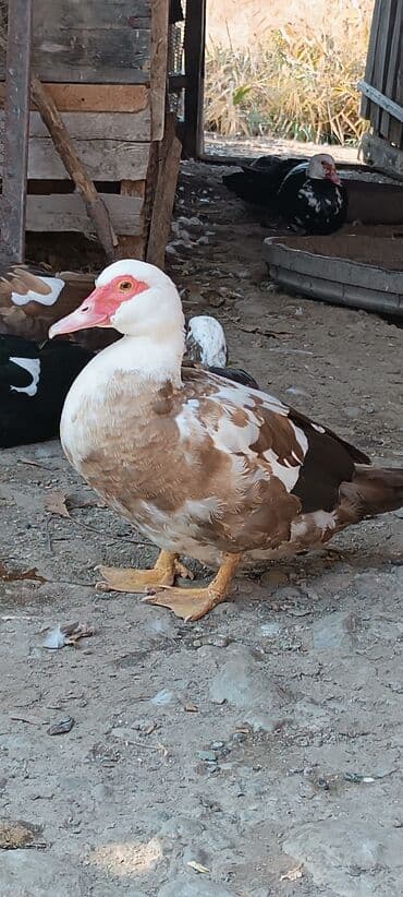 продаю в связи с переездом: Срочно продается индоутки — 4