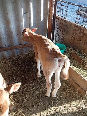 сом рыба: Продаю | Тёлка, Музоо, торпок | На откорм — 2