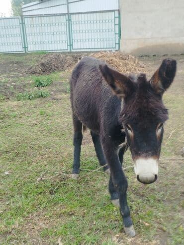 домик для кошки на улицу: ПРОДАМ ОСЛА — 2