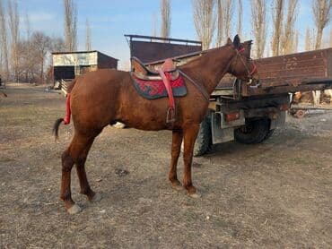 лайка шенок: Продаю | Жеребец | Дончак | Конный спорт | Мерин — 14