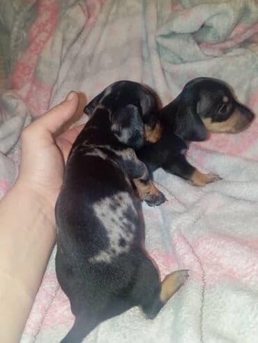 купить элитного щенка немецкой овчарки: Продаются щенки породы таксы, полтора месяца, две девочки — 10