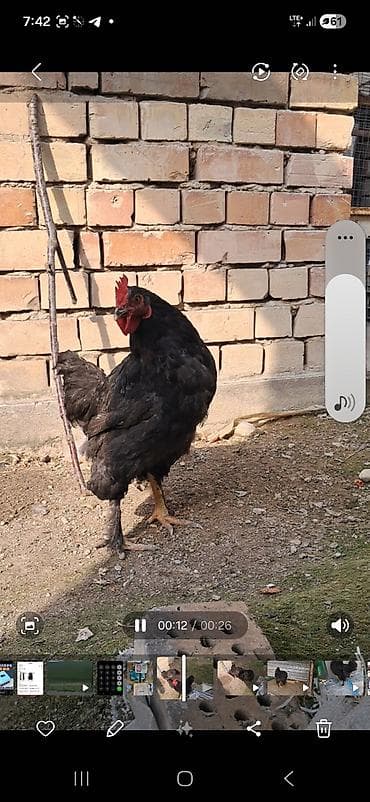 Продаю | Куры | Для разведения