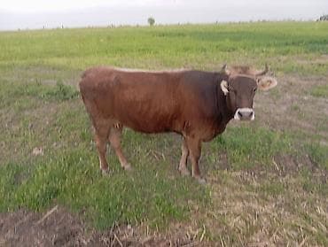 коровы самка: Продаю | Корова (самка) | Швицкая | Для разведения | Привязанные — 3