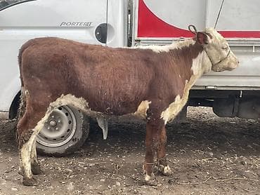 дойыный карова: Продаю | Корова (самка), Тёлка | Герефорд | На откорм, Для разведения, Для молока — 7