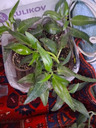 цветы балыкчы: Каланхоэ лечебный — 3