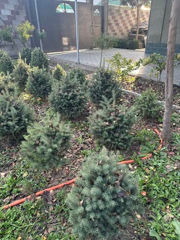 тяньшанская ель: Тянь - Шаньская ель 
Каждая ель по 3000 сом — 4