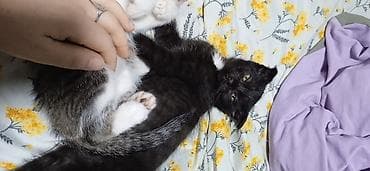 Аквариумы: Кошка даром: Скотиш Фолд (Шотландская вислоухая), 4 месяца, Девочка — 1