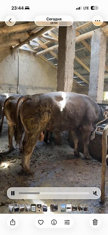 животные собаки: Продаю | Бык (самец) | Швицкая | На откорм | Привязанные — 10