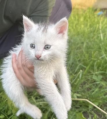 купить кошку манчкин: Котята, помёт из трёх малышей. Возраст: 1,5 месяца (уверенно ходят — 6