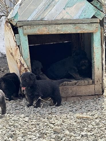 эркек ит: Щенки от немецкой овчарки - Помет щенков от материи немецкой овчарки — 1