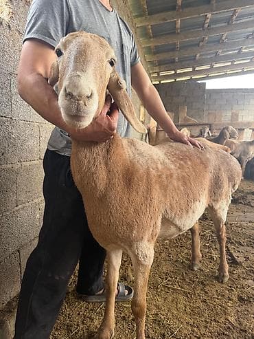 цыплята индюки: Продаю | Овца (самка) | Для разведения — 3