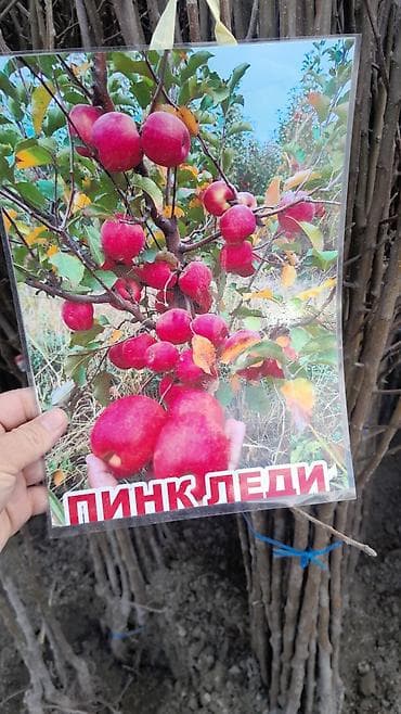 арпа продаю: Көчөттөр сатылат заказ алабыз оптом баада Узбекстандан келет — 2