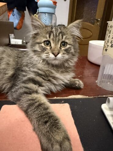 рэгдолл кошка: Роня, мальчик, родился 24.08.2025 — активный, весёлый и очень — 4