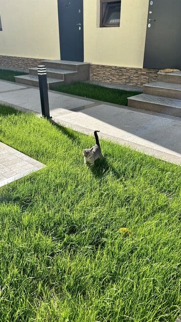 переноска для кота бишкек: Беспородная, 3 месяца, Девочка, Серый — 4