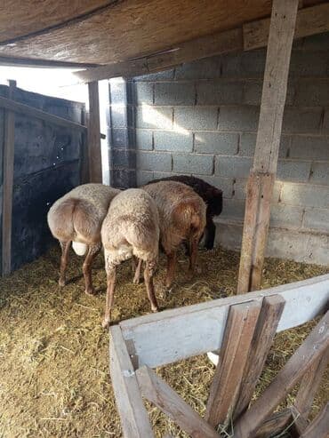 Собаки: Продаю | Овца (самка), Ягненок, Баран (самец) | Гиссарская, Арашан | На забой, Для разведения, Для шерсти | Племенные, Матка, Ярка — 6