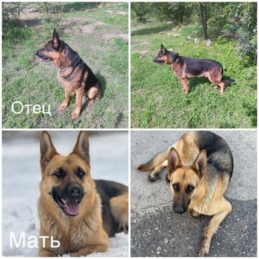 собака девочка: Немис овчаркасы, 2 айлык, Эркек, Эмделген — 1