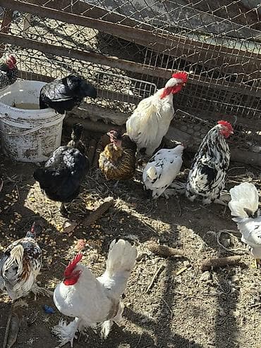 продаю животных: Яйца на инкубацию продаю 🥚 Карликовые голошейки и бентамки мини куры — 3