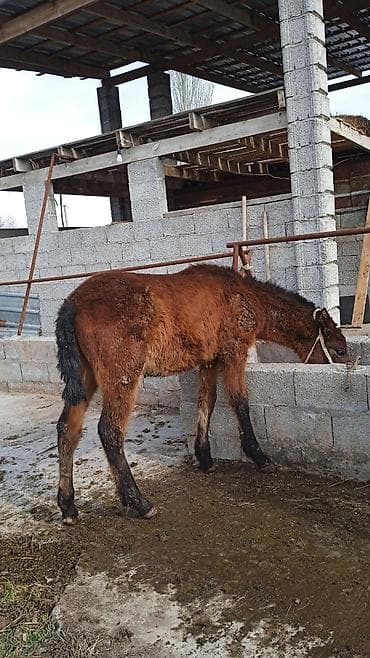 Аквариумы: Продаю | Жеребенок | Полукровка | Для разведения — 1