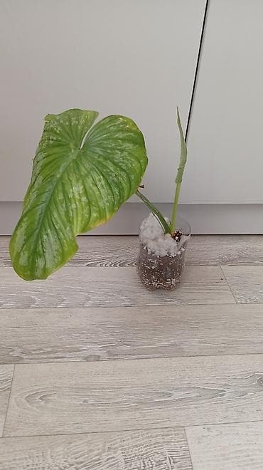 курага цена бишкек: Филодендрон Мамей 500сом, филодендрон Хосе Буено 400сом. Новопавловка — 4