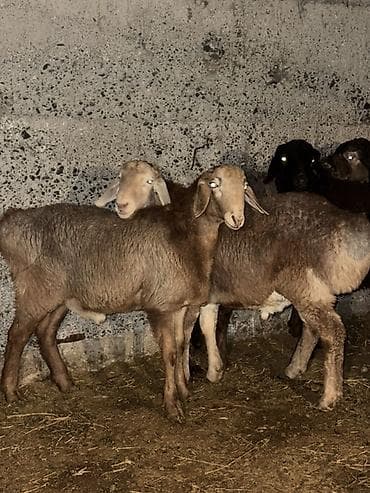 Рыба: Продаю | Баран (самец) | Полукровка | На забой — 4