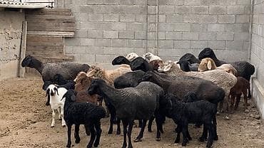 купить барана: Продаю | Овца (самка), Ягненок | На забой, Для разведения | Матка, Ягнившаяся — 7