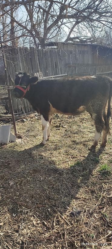 парода бычок: Продаю | Музоо, торпок | Полукровка | На откорм | Привязанные — 1