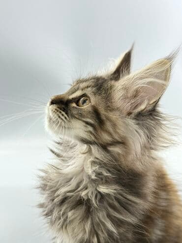 шотландские шиншилла котята купить: Порода: мейн-кун (котёнок) Окрас: серебристо-дымчатый с белым — 7