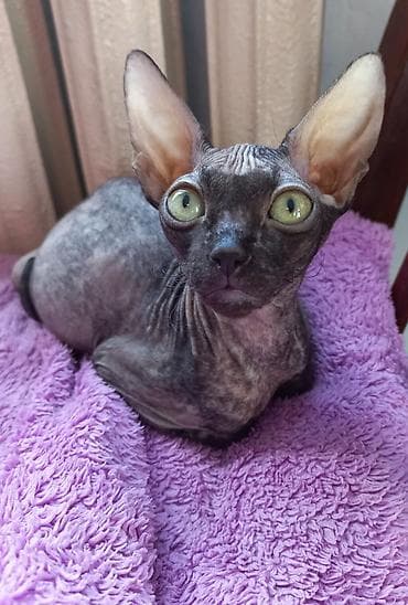 А в глазах его - КОСМОС!!! 🌠 Котёнок породы Донской сфинкс, велюровый