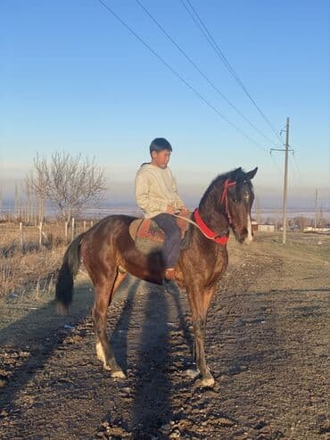 жылкы жаныбар: Сатам | Байтал | Жумушка — 3