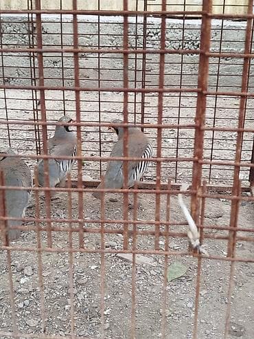 Кекилик сатылат активный 2 мекиш 1 короз бар алмашу жолдору бар жемге