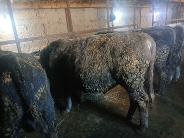 корм для домашних животных: Продаю | Бык (самец) | На откорм — 4