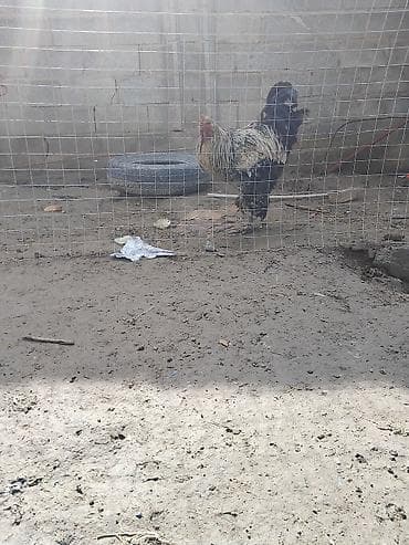 ящик оптом: Продаю | Петух | Для разведения — 2