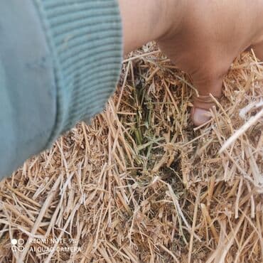 Собаки: Сено в тюка 2 кос 10%тровы — 3