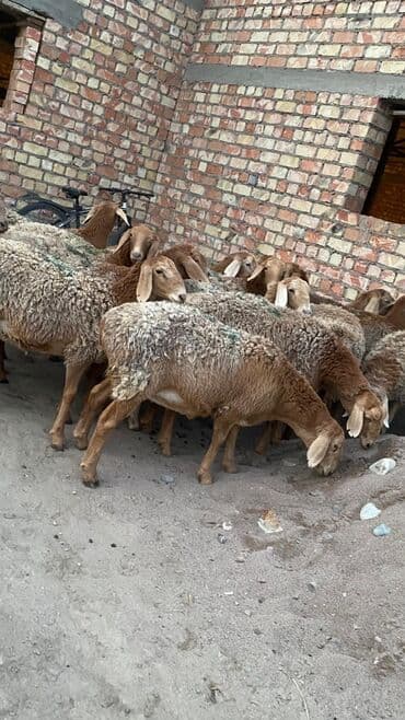 продам домик для кошки: Продаю | Овца (самка) | Арашан | Для разведения | Матка — 7