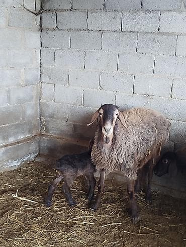 собаки токмок: Сатам | Ургаачы кой (ургаачы) | Көбөйтүү үчүн | Ургаачы — 2