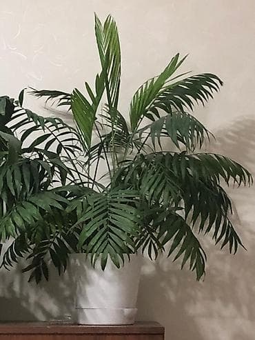 Хамедорея (бамбуковая пальма) в горшке 3 шт, можно пересадить в