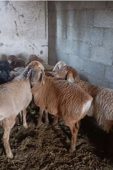 на ферме есть куры козлы и коровы: Продаю | Овца (самка) | На забой | Ярка — 1