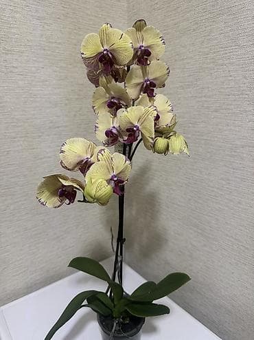сколько стоят орхидеи: Орхидеи сортовые в наличии.Биг липы,каменная роза,ароматная орхидея — 1