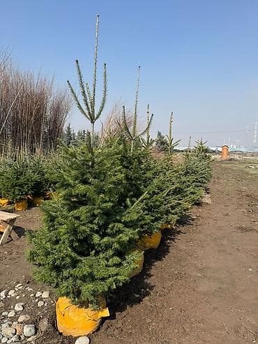 арка для сада: Еловые и хвойные декоративные растения для ландшафта - Голубая ель — 9