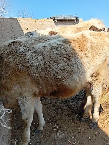 ишу карова: Продаю | Тёлка | Для разведения | Нетель — 3